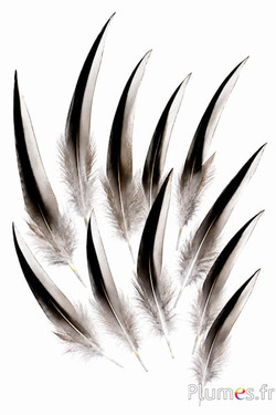 Eend Madagascar - 12-15 cm - natuurlijk